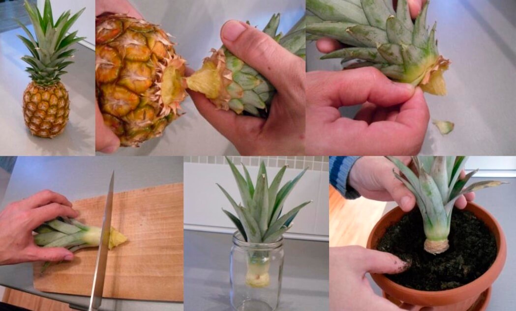 На фото: Как вырастить ананас из верхушки дома