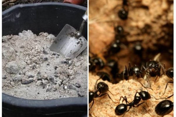 Средства борьбы с муравьями в саду