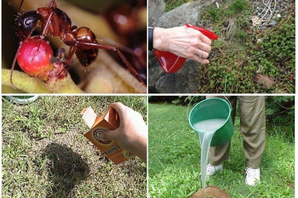 Средства борьбы с муравьями в саду