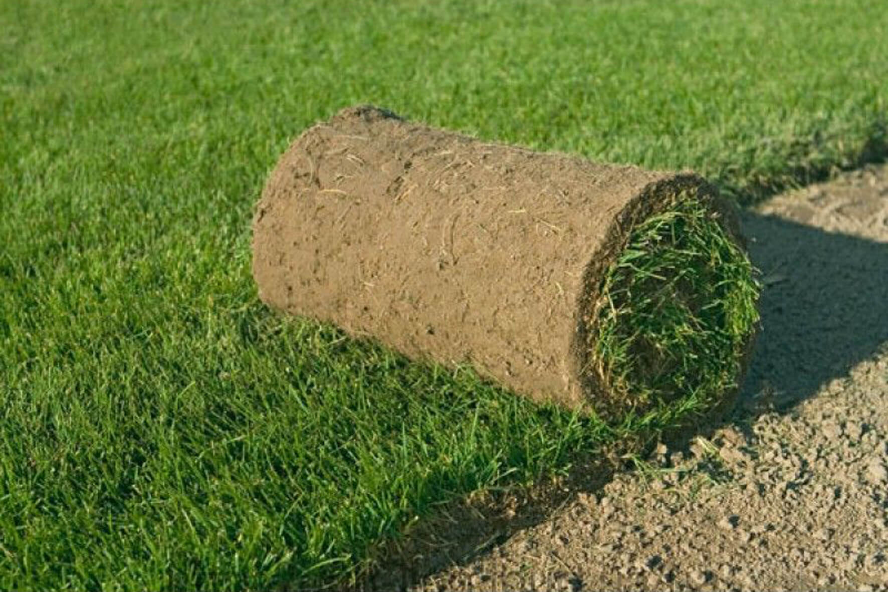 Газонная трава: когда сажать газон на даче и как правильно это делать