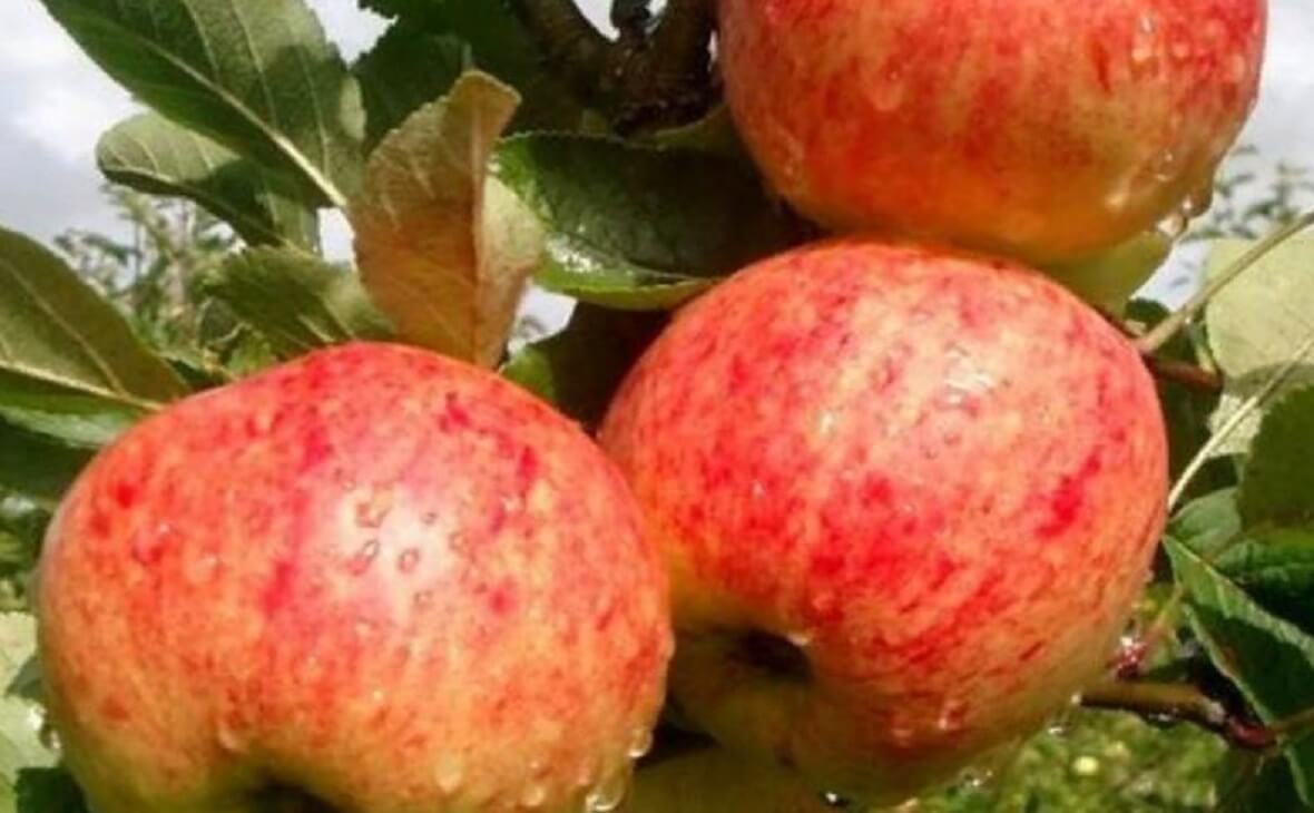 Селекционеры Башкирии вывели новый ранне-зимний сорт яблони