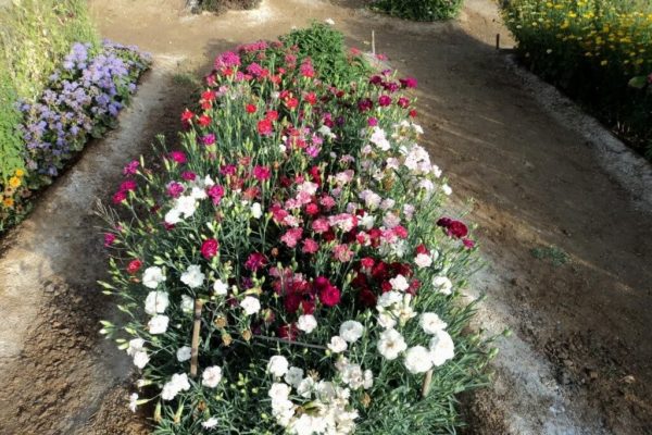 Гвоздика: фото цветов на клумбе