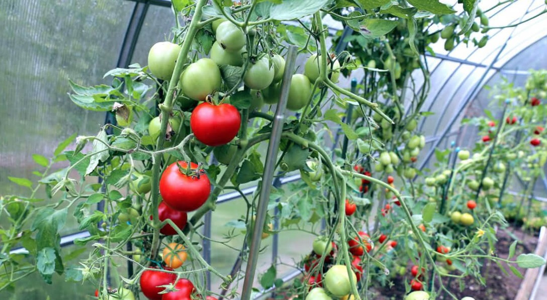 На фото: помидоры в теплице