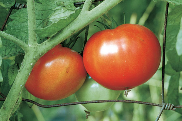 На фото: сорт томатов «Джина»