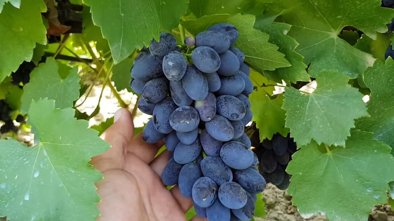 На фото: виноград сорта Кодрянка
