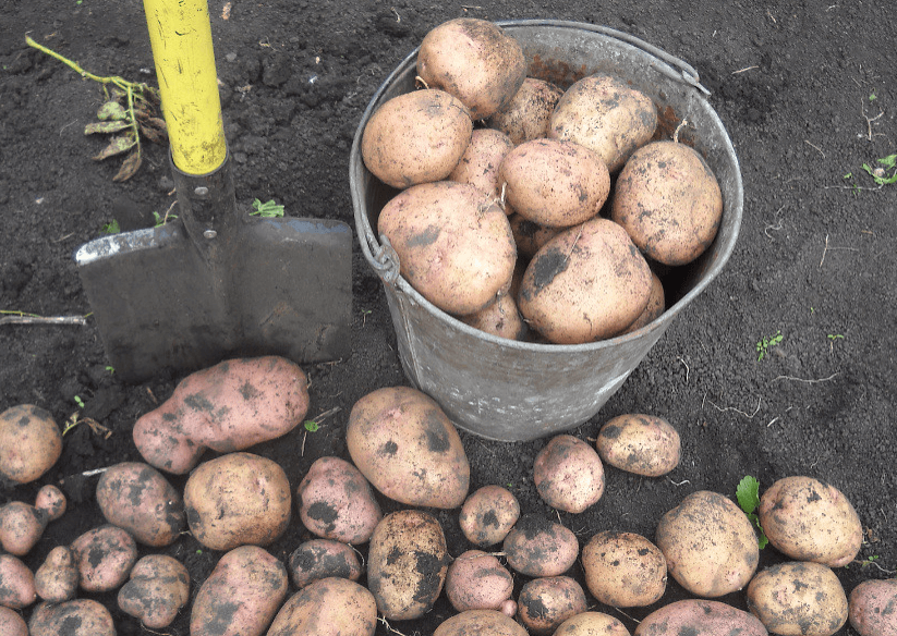На фото: урожай раннего картофеля