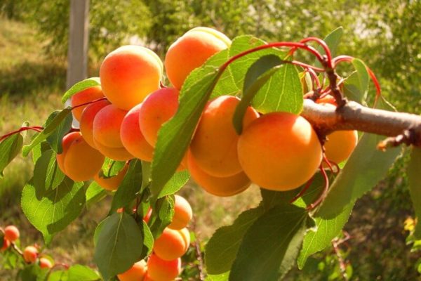 На фото: абрикосы на ветке