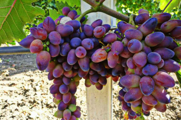 На фото: сорт винограда Байконур