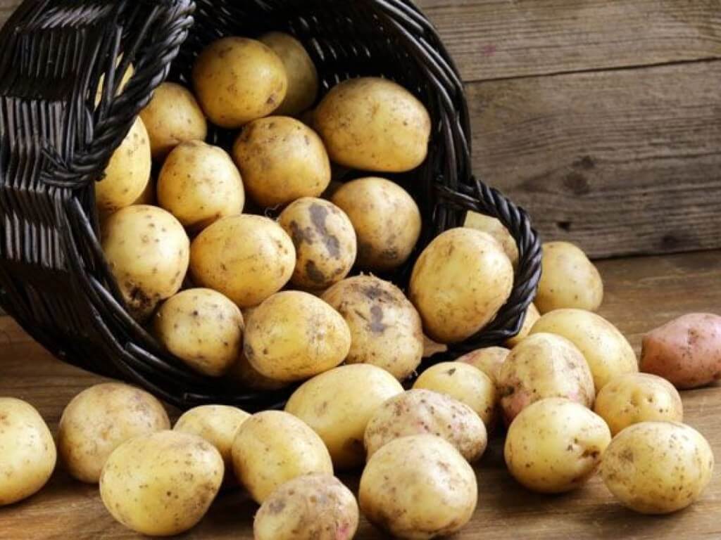 Сорт картофеля ермак фото