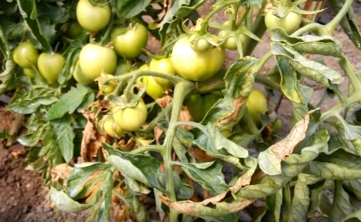 На фото: фитофтора на листьях томатов