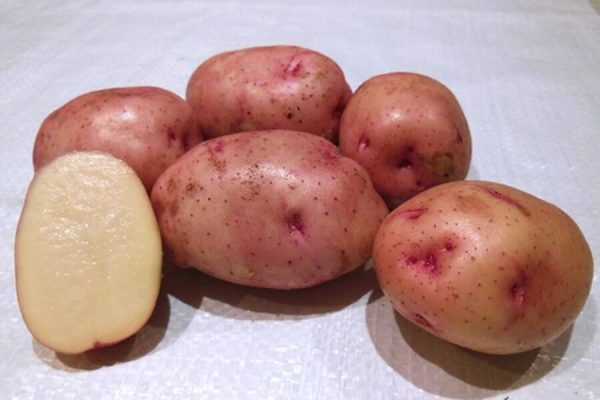 На фото: сорт картофеля "Жуковский"