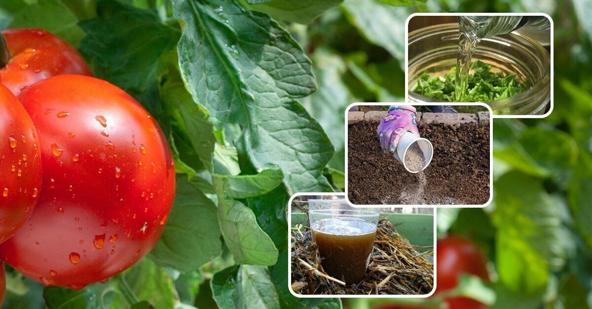 На фото: способы применения помидорной ботвы в огороде
