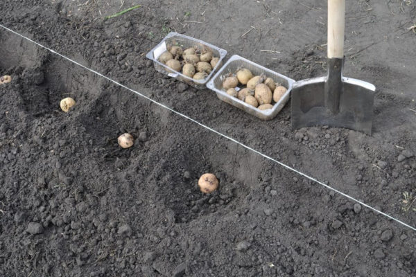 На фото: посадка картофеля под лопату