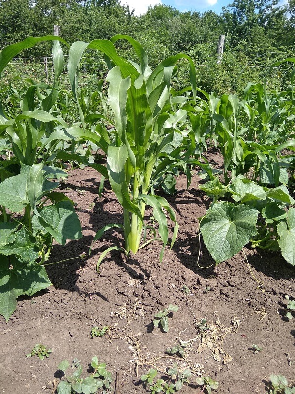 На фото: посадка огурцов и кукурузы на одной грядке