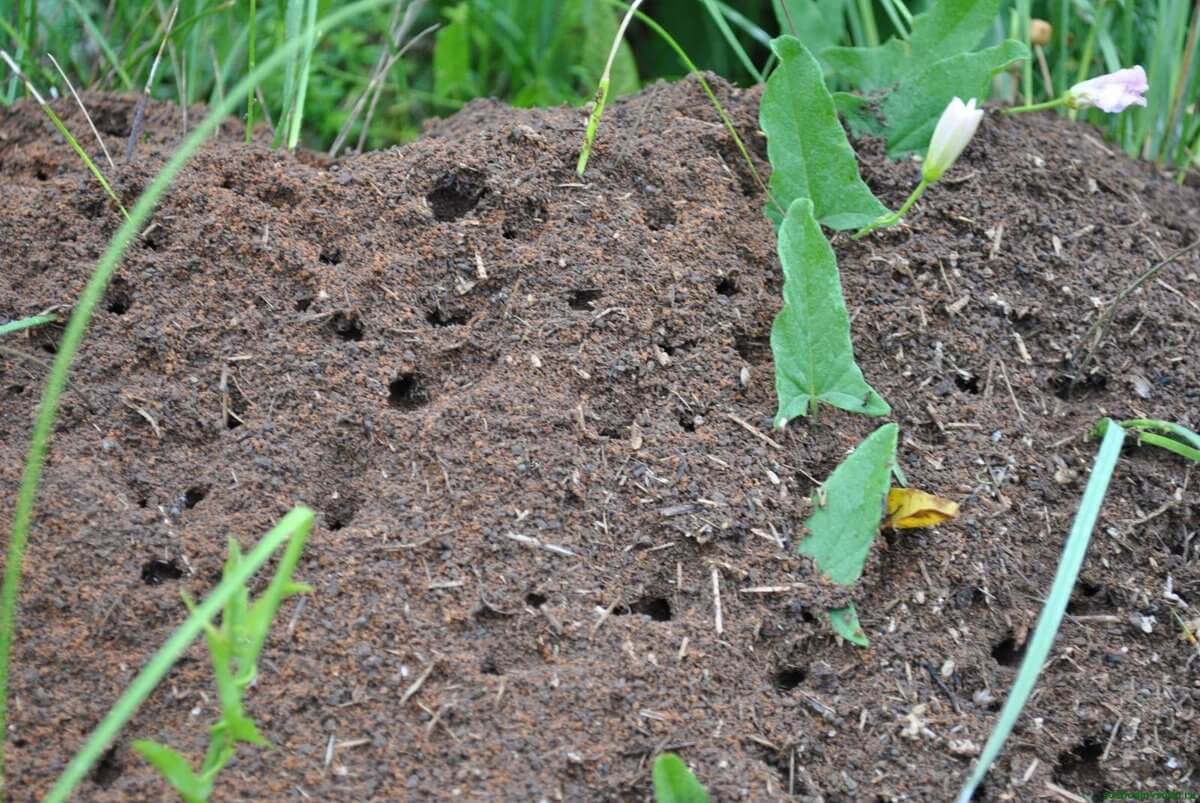 Как избавиться от муравьев на огороде народными средствами