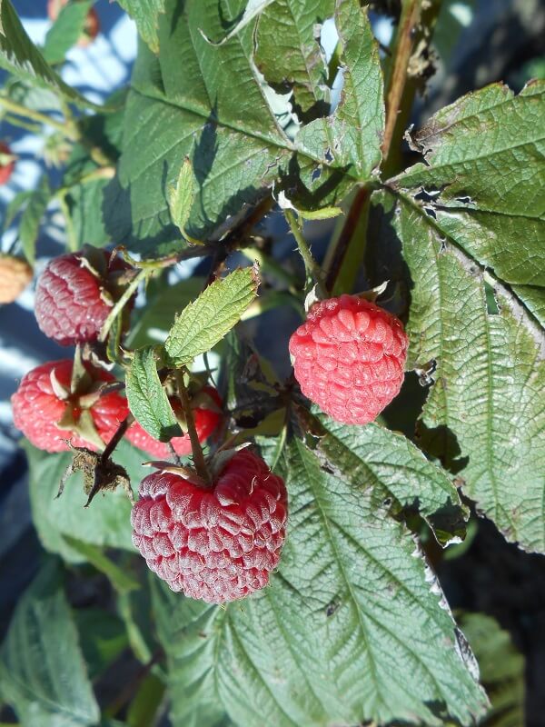 На фото: спелые ягоды малины растут на ветке (авторское фото)