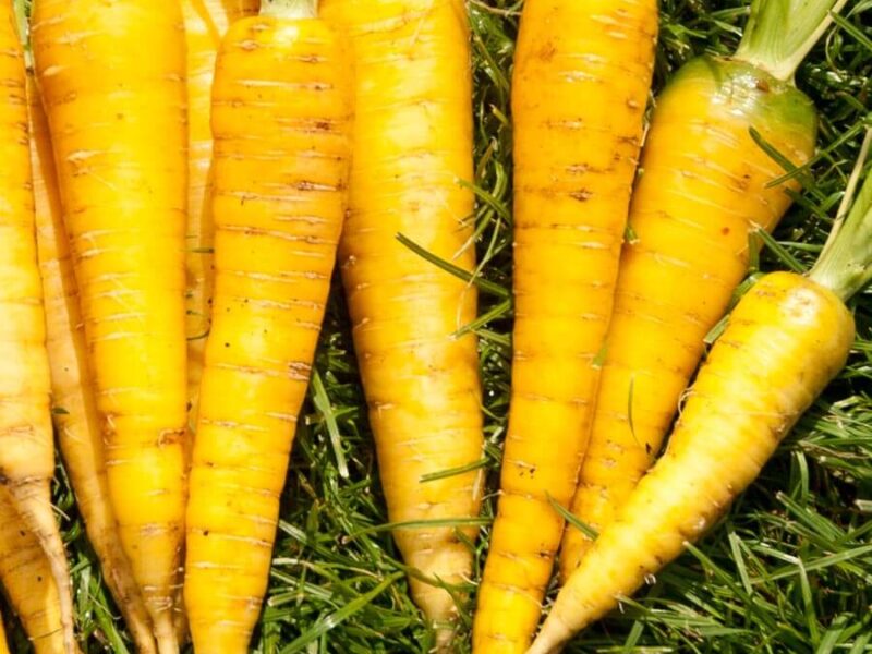 На фото: сорт моркови Йеллоустоун