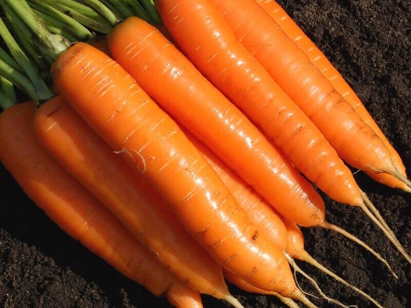 На фото: сорт моркови Лосиноостровская