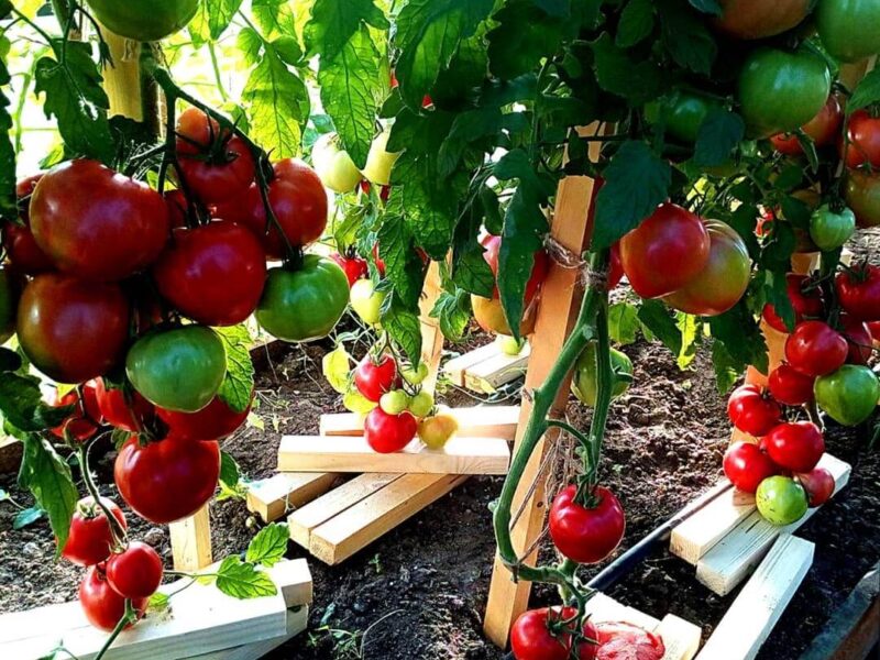 На фото: помидоры растут на ветке