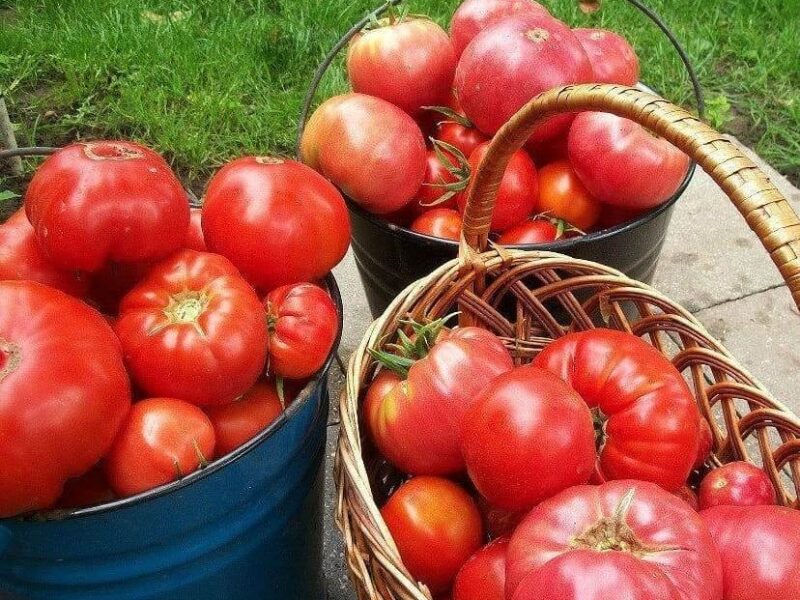 На фото: собранный урожай помидор