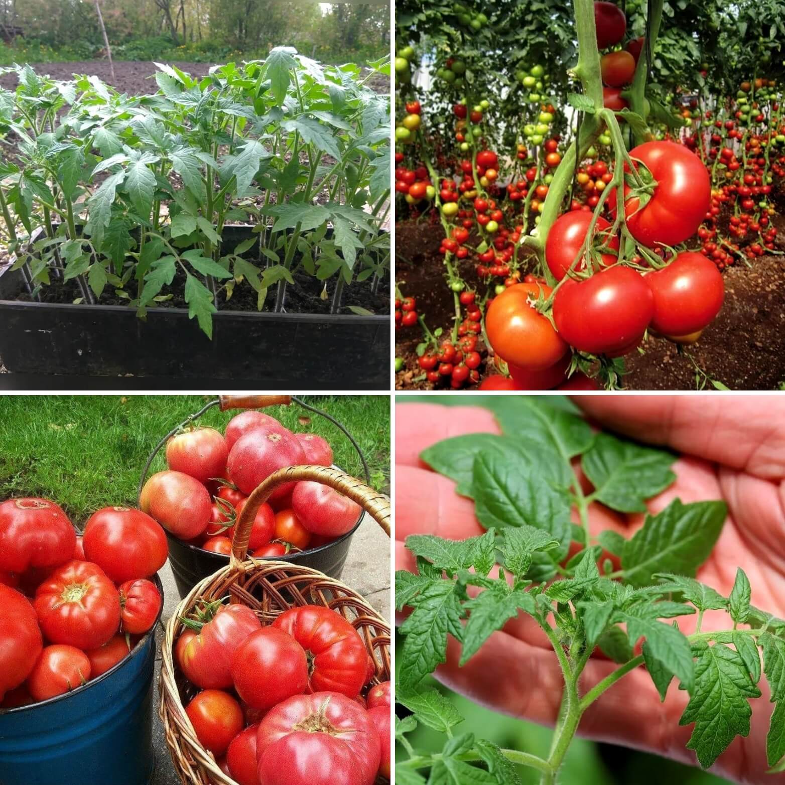 Когда сеять помидоры в 2024 г. Выращиваем помидоры. Хороший способ выращивания томатов. Томаты по методу Терехиной. Вырастить томаты по китайским способом.
