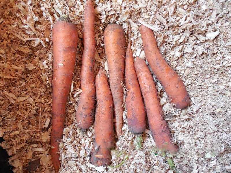 На фото: хранение моркови на зиму в опилках.