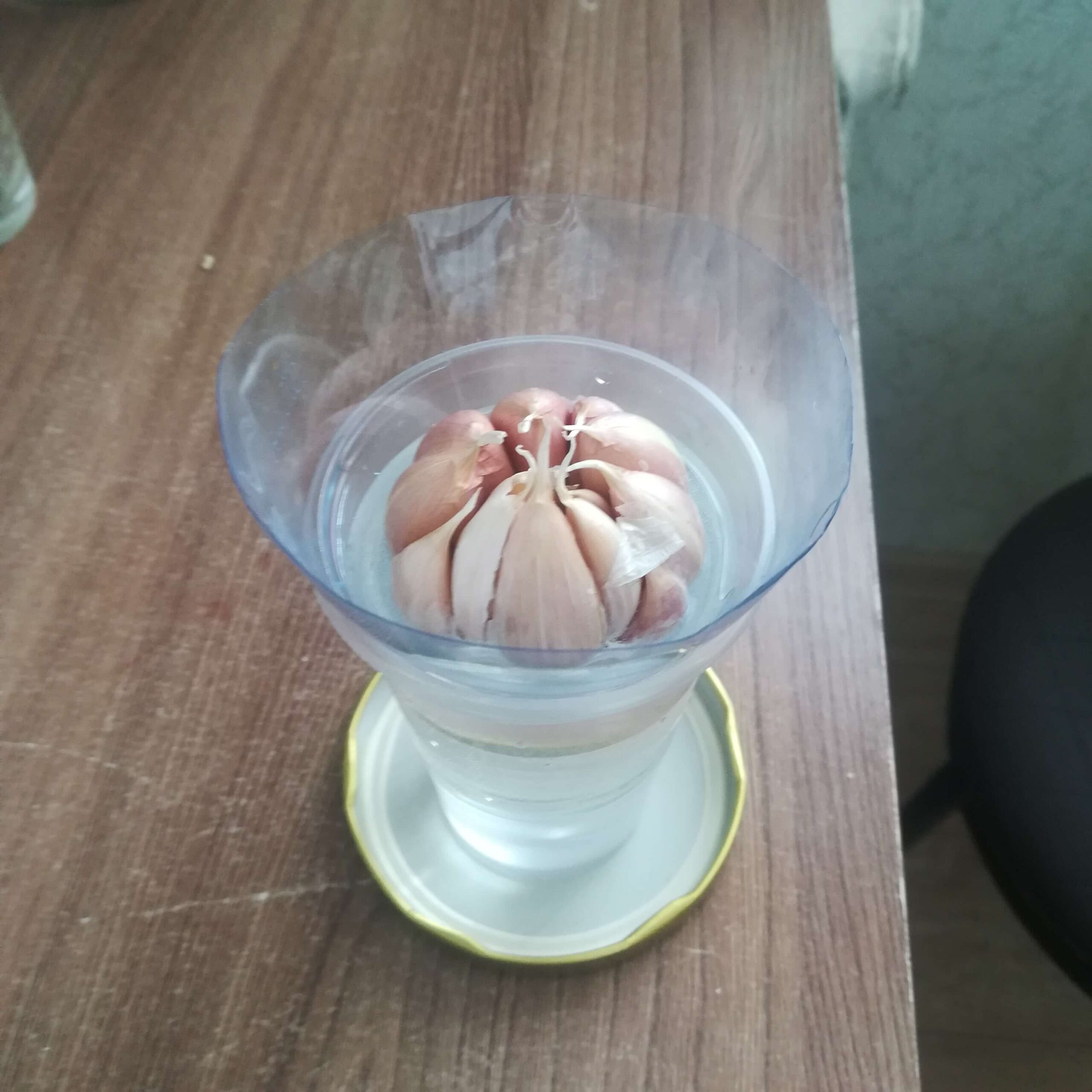 День 1: обычная головка чеснока, купленная в продуктовом магазине, помещена в прозрачный стакан с водой.