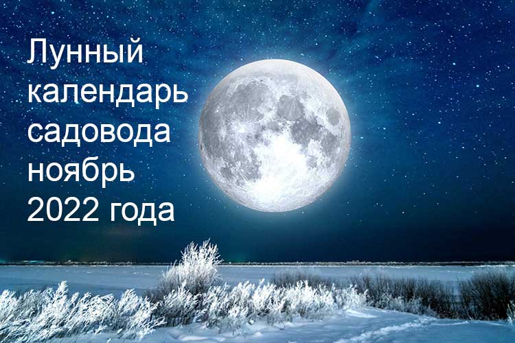 Лунный календарь садовода и огородника на ноябрь 2022 года