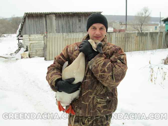 Разводим гусей на даче