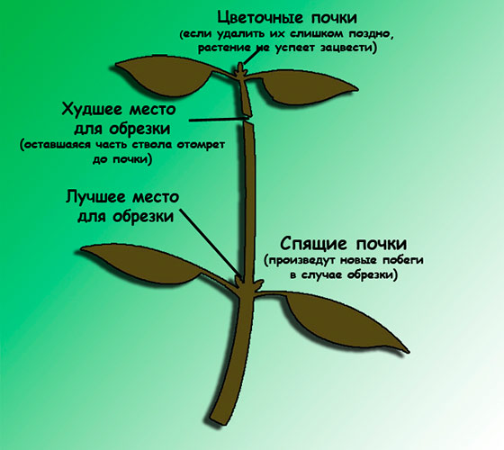 Что такое прищипывание растений и как его делать?